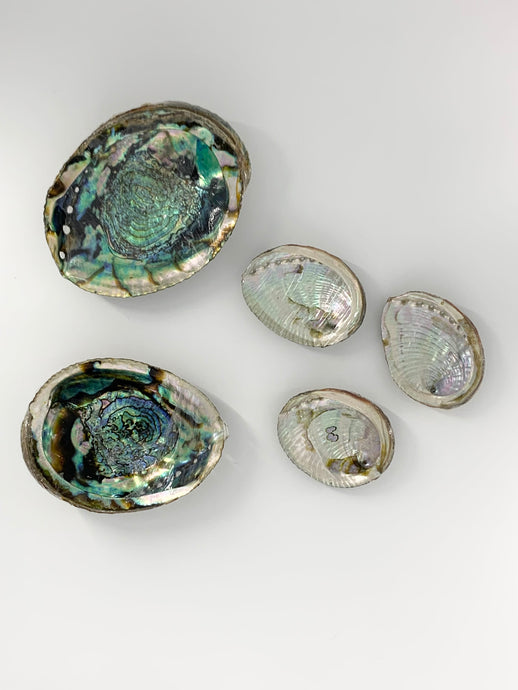 Abalone Shell